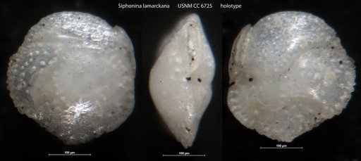 Siphonina lamarckana Cushman, 1927