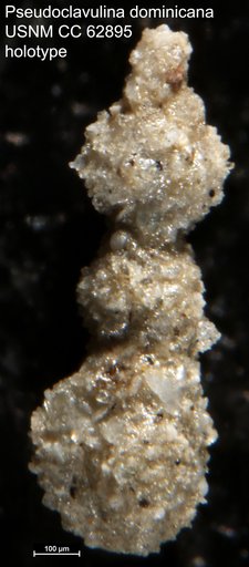 Pseudoclavulina dominicana Bermúdez, 1949