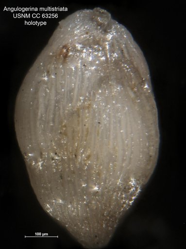 Angulogerina multistriata Bermudez, 1949