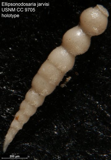 Ellipsonodosaria ? jarvisi Cushman, 1936