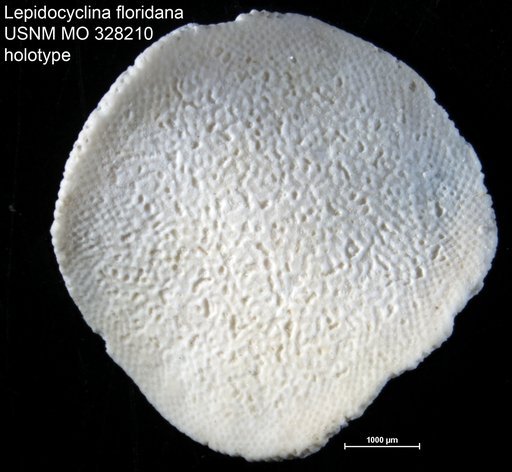 Lepidocyclina floridana Cushman, 1920