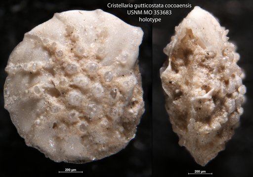 Cristellaria gutticostata var. cocoaensis Cushman, 1925
