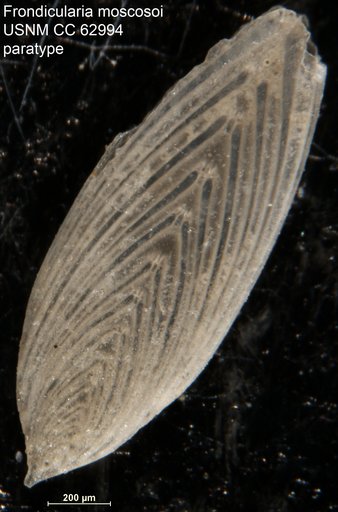 Frondicularia moscosoi Bermúdez, 1949