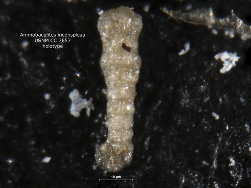 Ammobaculites inconspicua Cushman & Waters, 1928