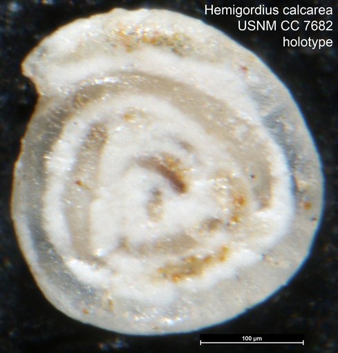 Hemigordius calcarea Cushman & Waters, 1928