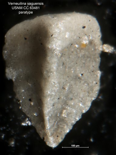 Verneuilina yaguensis Bermudez, 1949