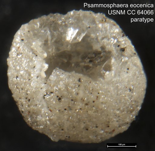 Psammosphaera eocenica Cushman & Stainforth, 1951