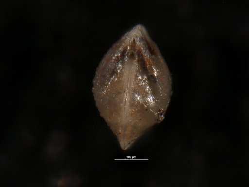 Robulus prosperus Israelsky, 1955