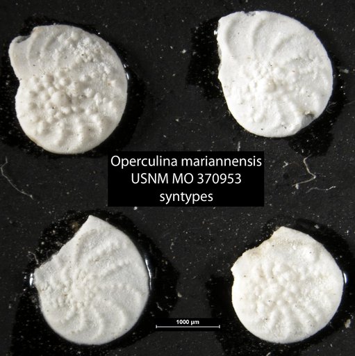 Operculina mariannensis Vaughan, 1928