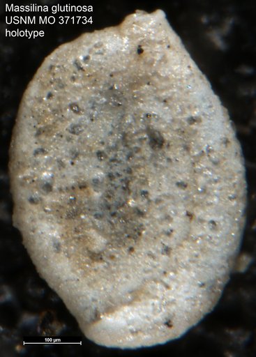 Massilina glutinosa Cushman & Cahill, 1933