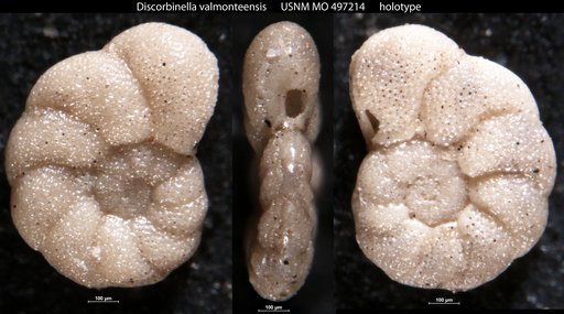 Discorbinella valmonteensis Kleinpell, 1938