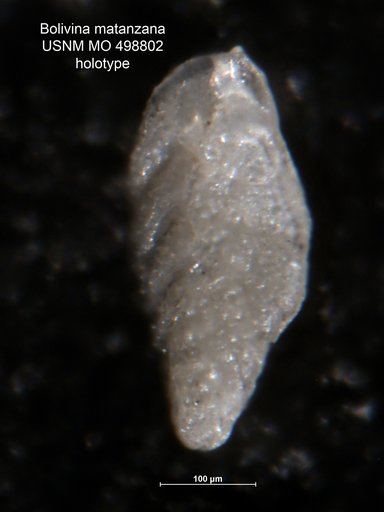 Bolivina matanzana Palmer & Bermudez, 1936