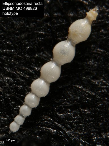 Ellipsonodosaria recta Palmer & Bermudez, 1936