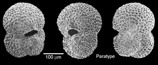 Globigerina patagonica Todd & Kniker, 1952