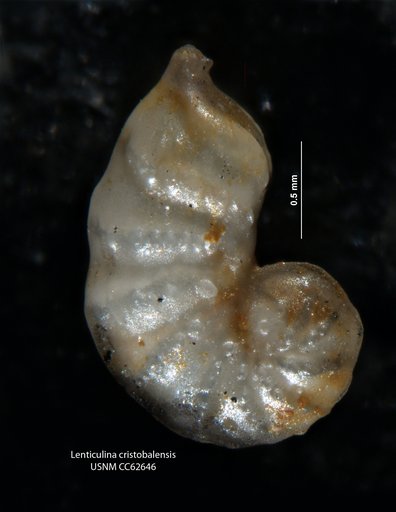 Lenticulina cristobalensis Bermúdez, 1949