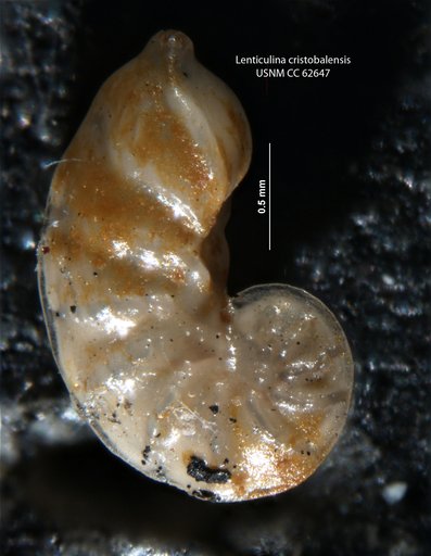 Lenticulina cristobalensis Bermúdez, 1949