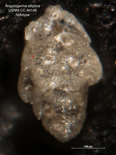Angulogerina elliptica Dorreen, 1948