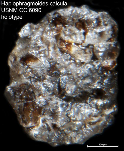 Haplophragmoides calcula Cushman & Waters, 1927