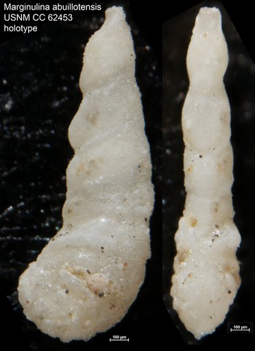 Marginulina abuillotensis Bermúdez, 1949