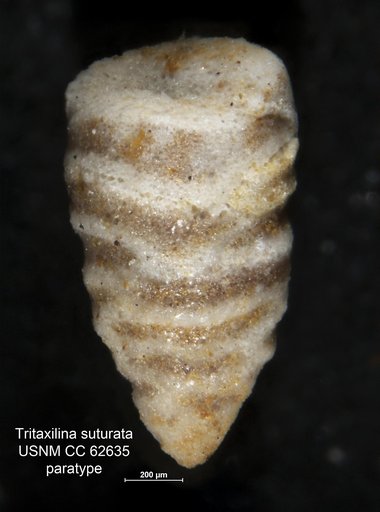 Tritaxilina suturata Bermúdez, 1949