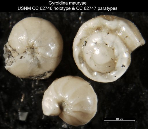 Gyroidina mauryae Bermudez, 1949