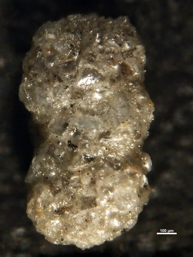 Ammobaculites viaensis Bermúdez, 1949