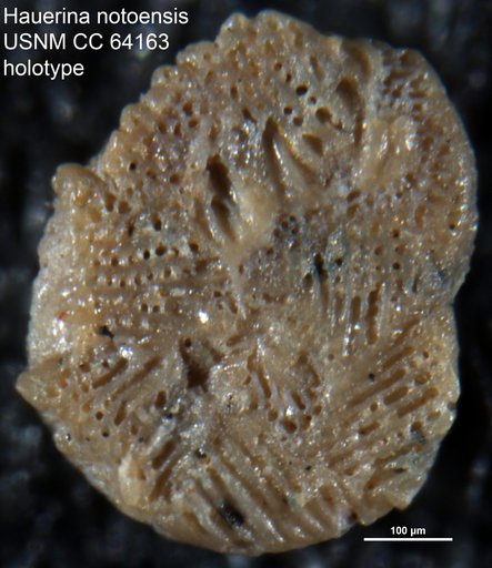 Hauerina notoensis Dorreen, 1948