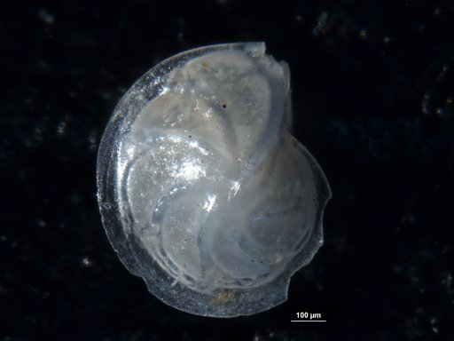 Robulus guazumalensis Bermudez, 1949