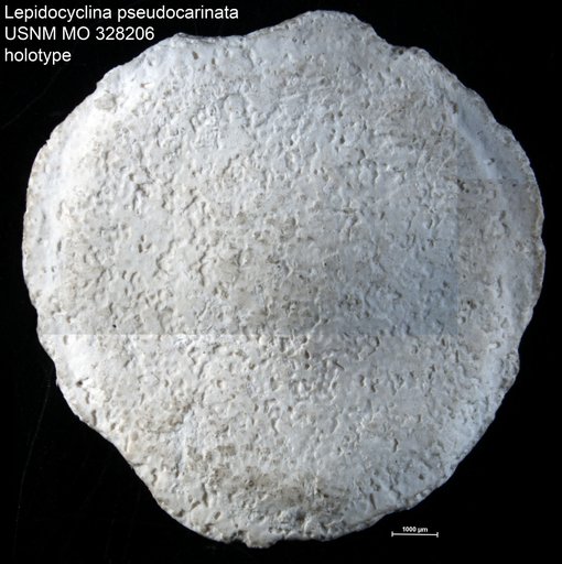 Lepidocyclina pseudocarinata Cushman, 1920