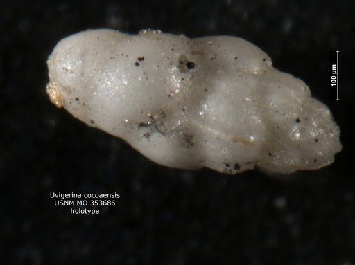 Uvigerina cocoaensis Cushman, 1925