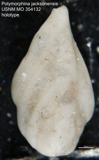 Polymorphina jacksonensis Cushman, 1926
