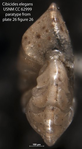 Cibicides elegans Bermúdez, 1949