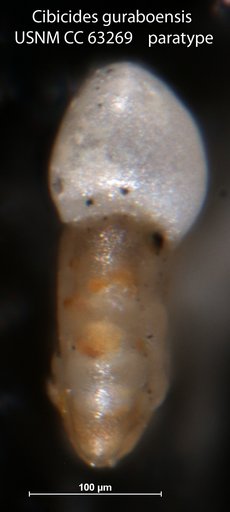 Cibicides guraboensis Bermúdez, 1949