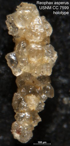 Reophax asperus Cushman & Waters, 1928