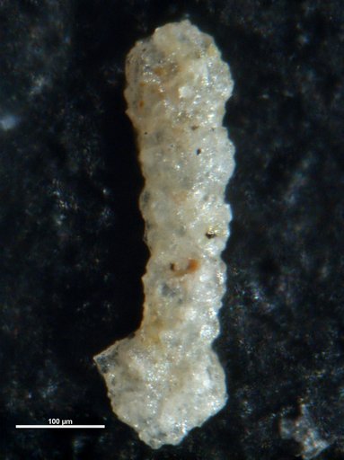 Ammobaculites stenomeca Cushman & Waters, 1928