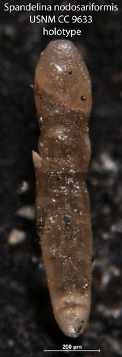 Spandelina (Spandelinoides) nodosariformis Cushman & Waters, 1928