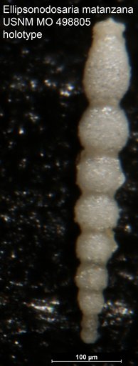 Ellipsonodosaria ? matanzana Palmer & Bermudez, 1936