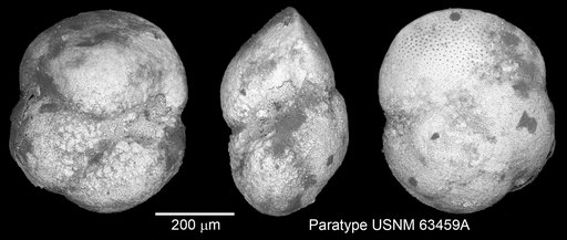 Globorotalia cibaoensis Bermúdez, 1949