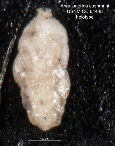 Angulogerina cushmani Todd & Kniker, 1952