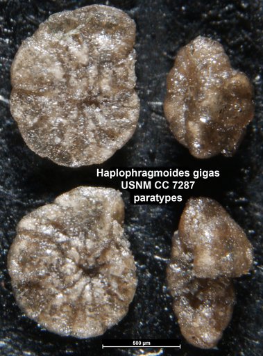 Haplophragmoides gigas Cushman, 1927