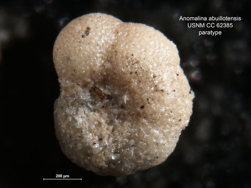 Anomalina abuillotensis Bermudez, 1949