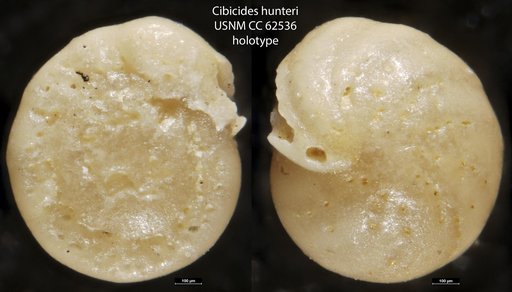 Cibicides hunteri Bermúdez, 1949