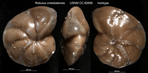 Robulus cristobalensis Bermúdez, 1949