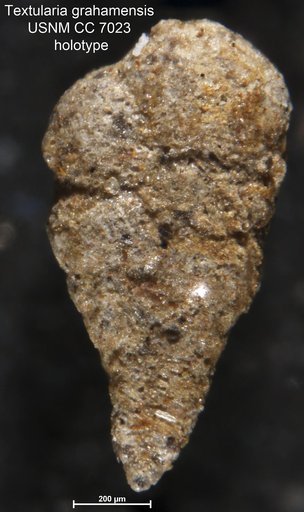 Textularia grahamensis Cushman & Waters, 1927