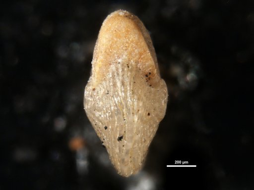 Elphidium cercadense Bermúdez, 1949
