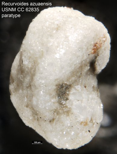 Recurvoides azuaensis Bermúdez, 1949