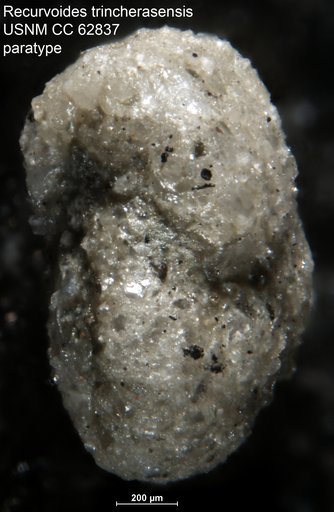 Recurvoides trincherasensis Bermúdez, 1949