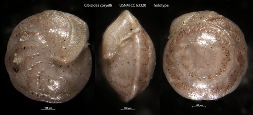 Cibicides coryelli Bermúdez, 1949