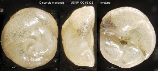 Discorbis maoensis Bermúdez, 1949