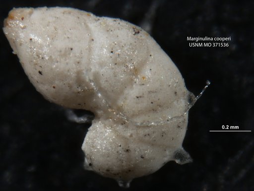 Marginulina cooperi Cushman, 1933